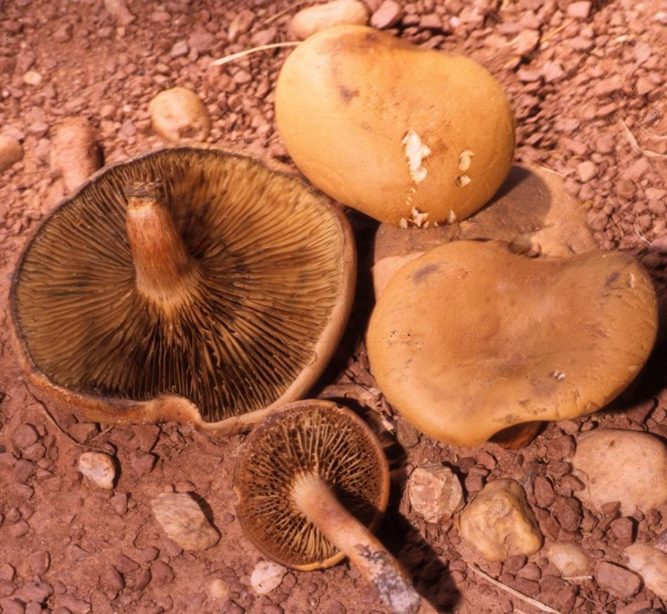 Phylloporus boletinoides image