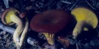 Phylloporus leucomycelinus image