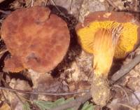 Phylloporus rhodoxanthus image