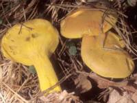 Pulveroboletus ravenelii image