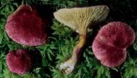 Boletus paluster image