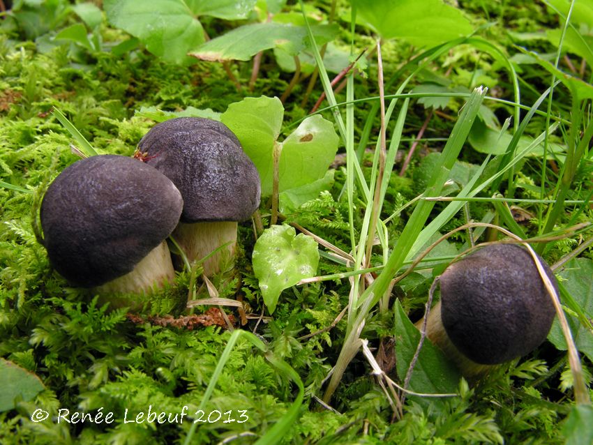 Tylopilus alboater image