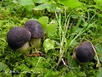 Tylopilus alboater image