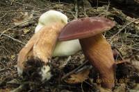 Tylopilus badiceps image