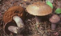 Image of Tylopilus eximius