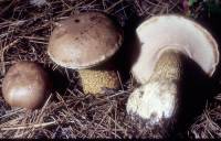 Tylopilus felleus image