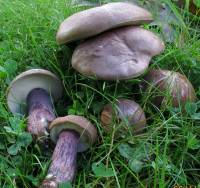 Tylopilus plumbeoviolaceus image