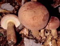 Tylopilus rubrobrunneus image