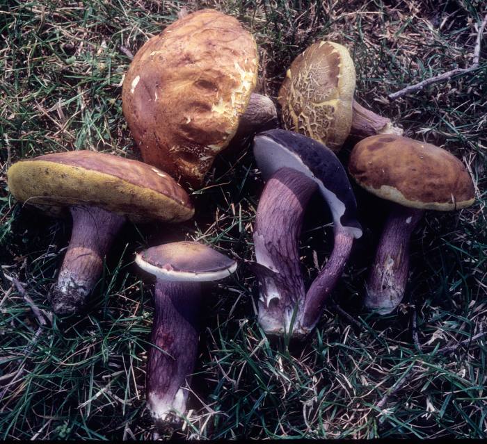 Xanthoconium separans image