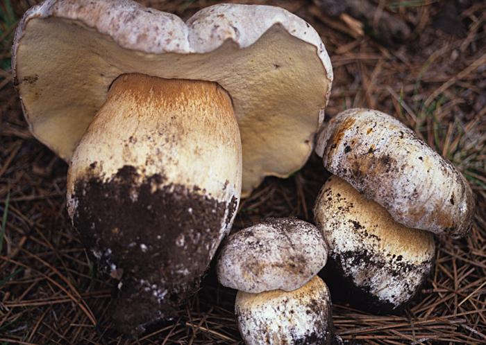 Boletus barrowsii image