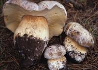 Image of Boletus barrowsii