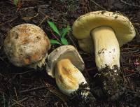 Boletus barrowsii image