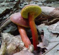 Boletus campestris image