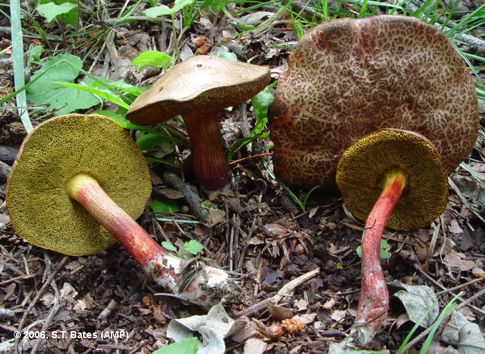 Boletus chrysenteron image