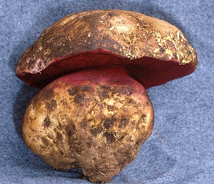 Boletus eastwoodiae image