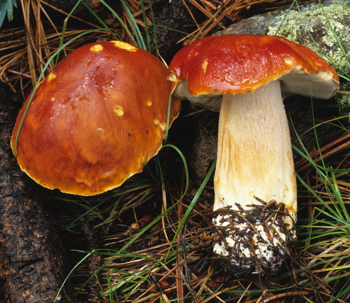 Boletus edulis image