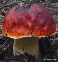 Boletus edulis image