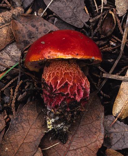 Boletus frostii image