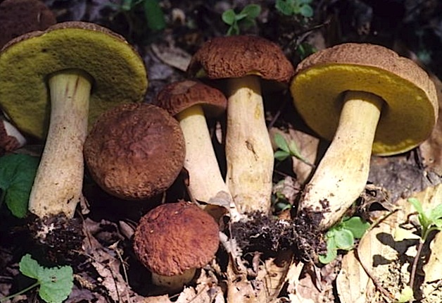 Boletus hortonii image