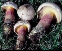 Boletus inedulis image