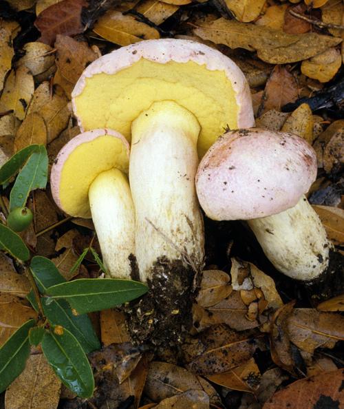 Boletus pulchriceps image