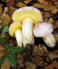 Image of Boletus pulchriceps