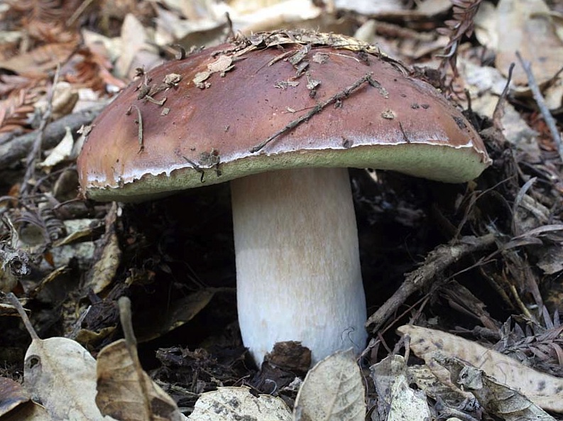 Boletus regineus image