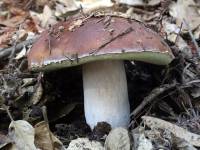 Image of Boletus regineus