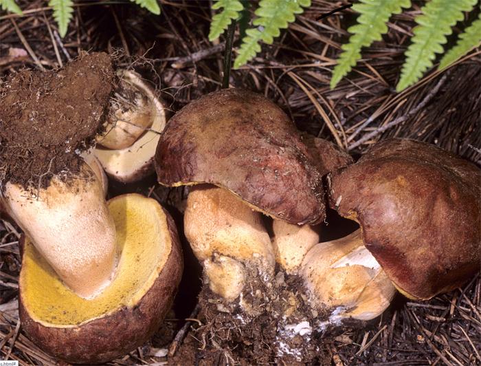 Boletus rex-veris image