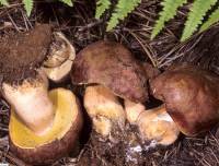 Image of Boletus rex-veris