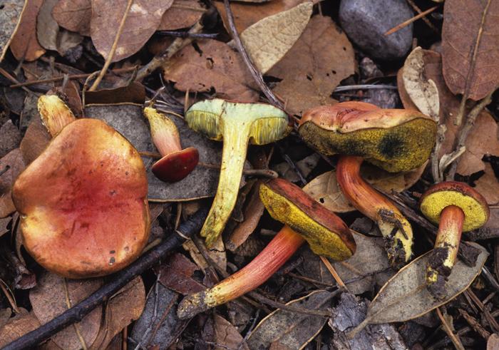 Boletus rubellus image