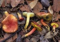 Image of Boletus rubellus