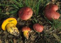 Boletus sensibilis image