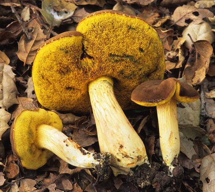 Boletus subtomentosus image