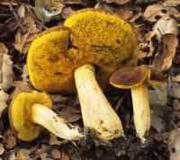 Image of Boletus subtomentosus