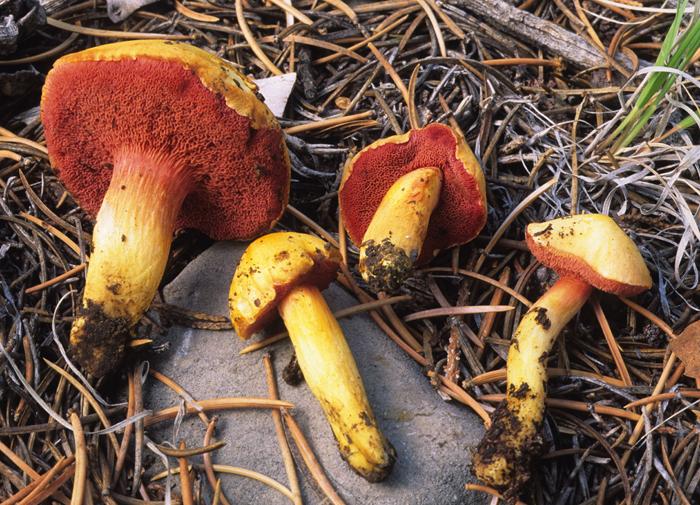 Chalciporus pseudorubinellus image