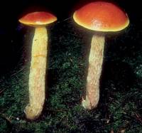 Image of Austroboletus betula