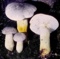 Retiboletus griseus image