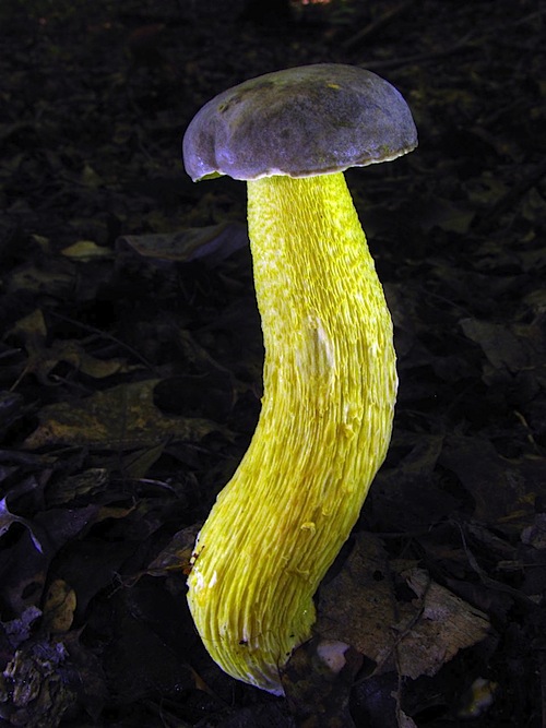 Retiboletus ornatipes image