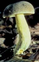 Retiboletus ornatipes image