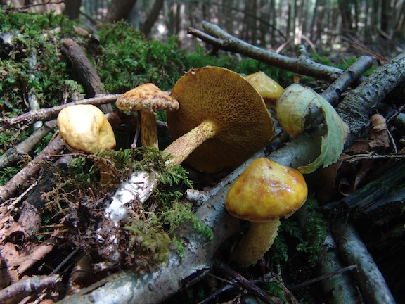 Suillus americanus image