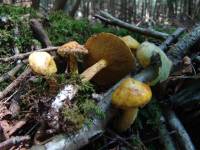 Image of Boletus americanus