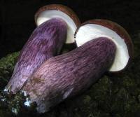 Tylopilus plumbeoviolaceus image