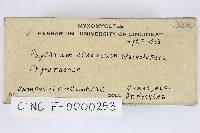 Physarum cinereum image