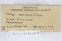 Fuligo septica image