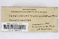 Ceratiomyxa fruticulosa var. fruticulosa image