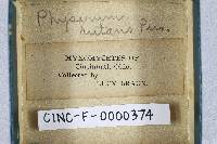 Physarum nutans image