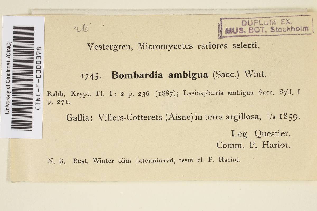 Bombardia ambigua image