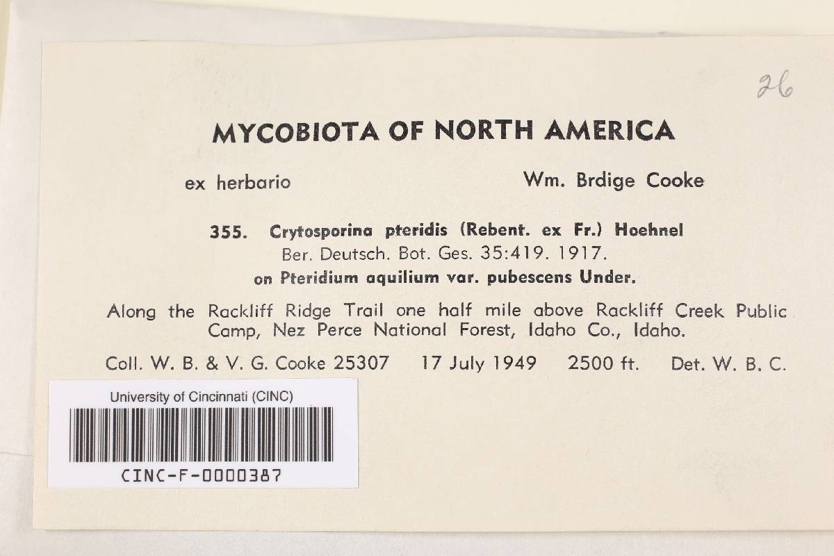 Cryptomycina pteridis image