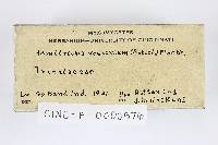 Metatrichia vesparium image